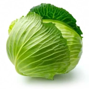 Cabbage head